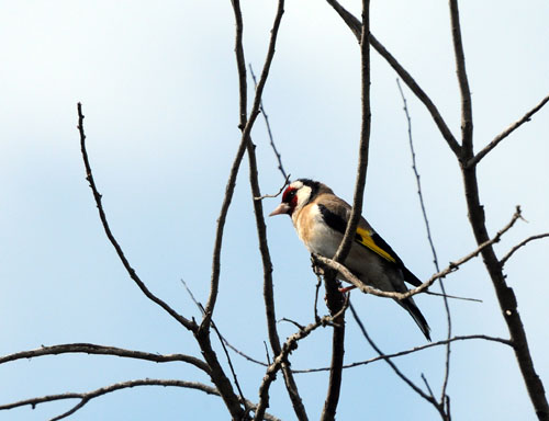 Cadernera (Carduelis carduelis)