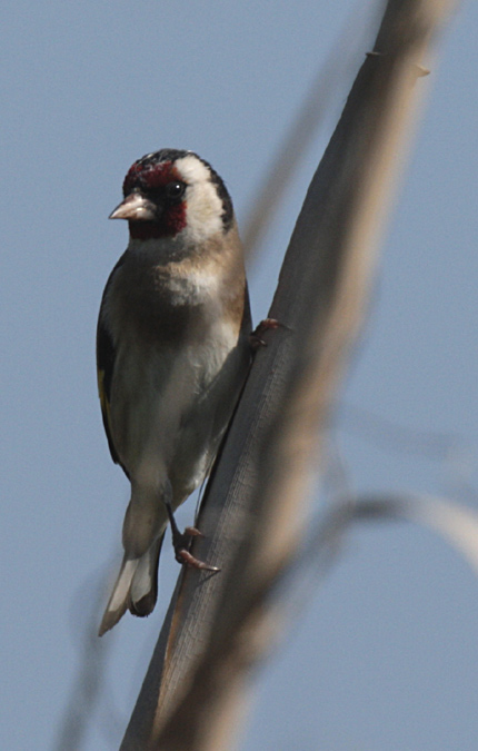 Cadernera (Carduelis carduelis) Fringillidae