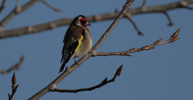 Cadernera (Carduelis carduelis)