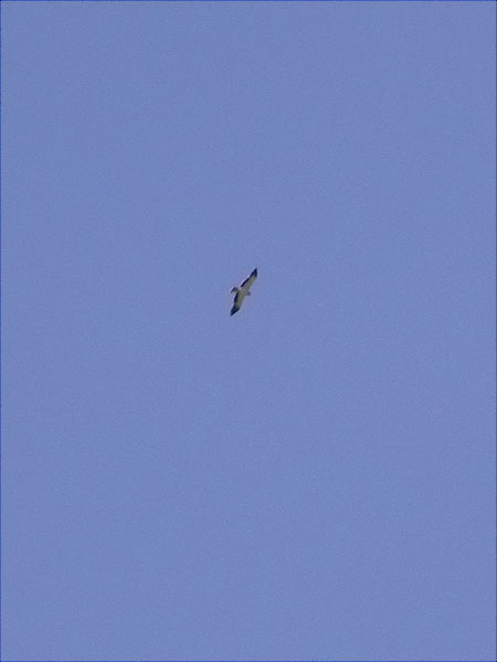 Àguila calçada, águila calzada (Hieraetus pennatus)