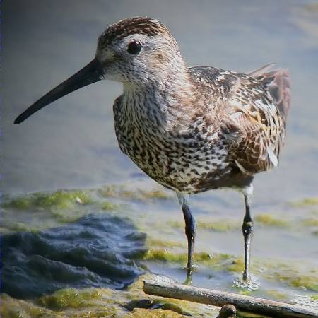 Terrrit variant (Calidris alpina)