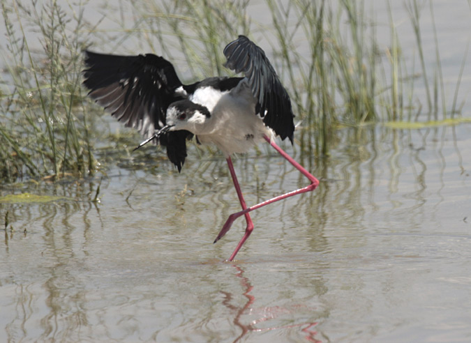 Cames llargues (Himantopus himantopus)