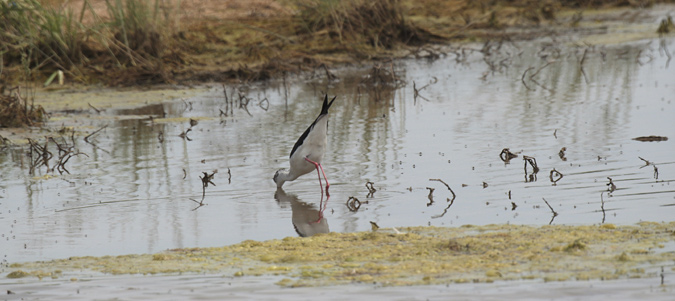 Cames llargues (Himantopus himantopus)