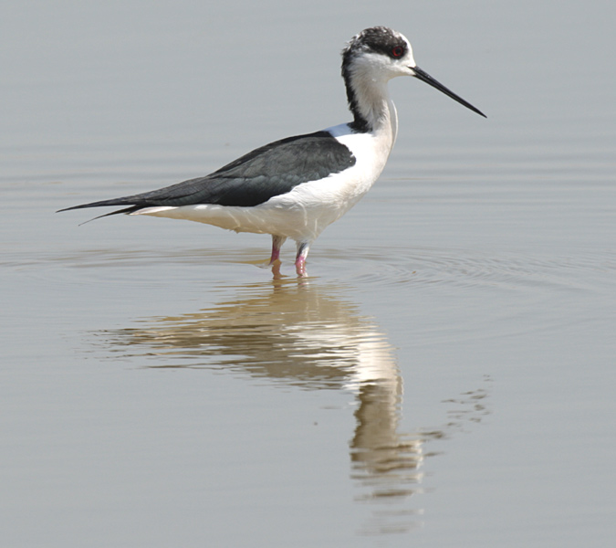 Cames llargues (Himantopus himantopus)