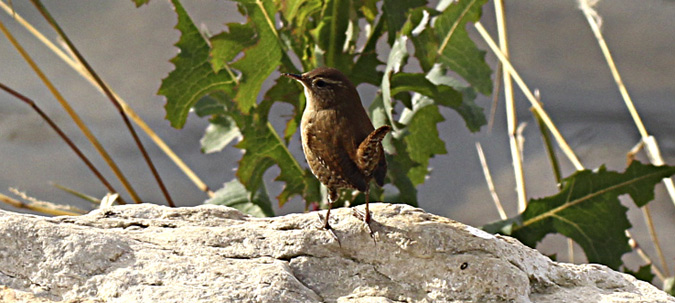 Cargolet (Troglodytes troglodytes)