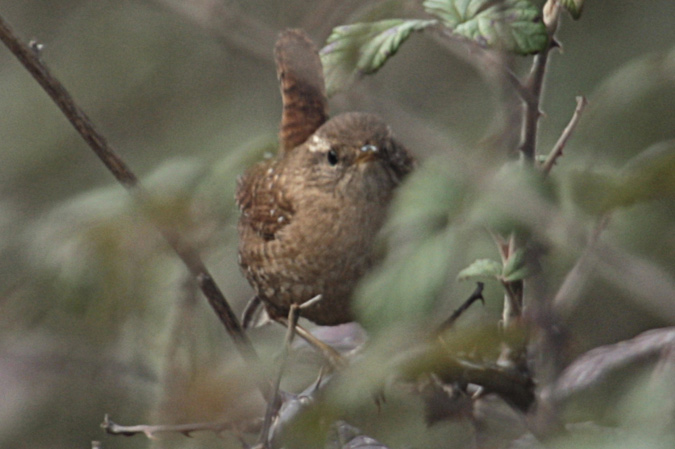 Cargolet (Troglodytes troglodytes)