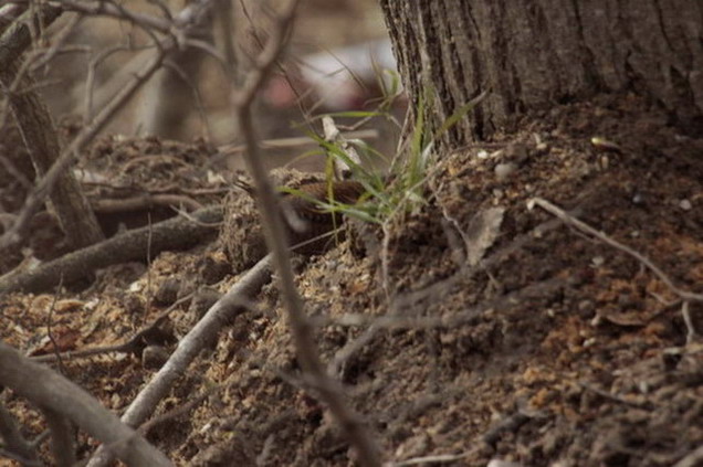 Cargolet (Troglodytes troglodytes)