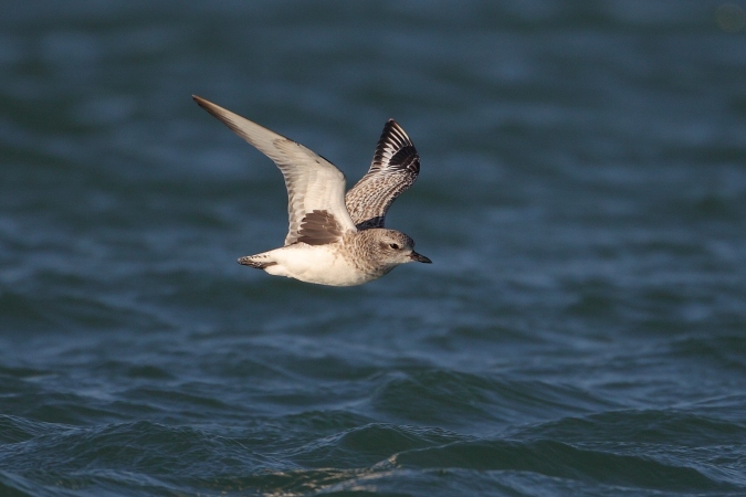 Chorlito gris (Pluvialis squatarola)