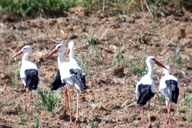 Cigüeñas en Gallecs