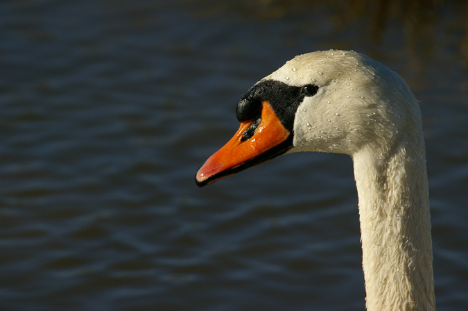 Cigne mut (Cygnus olor) (2 de dos)