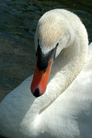 Cigne mut. Cisne vulgar (Cygnus olor)