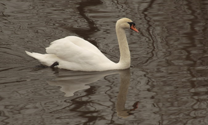 Cigne mut (Cygnus olor)