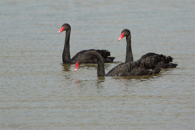 Cignes negres(Cygnus atratus)