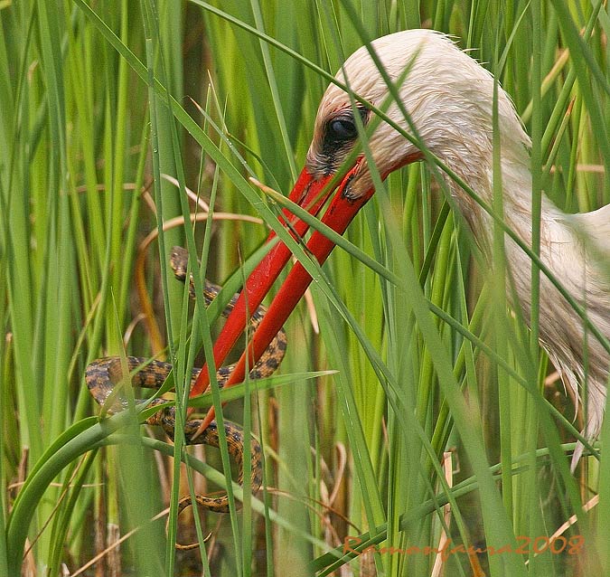 Cigonya amb Natrix Maura