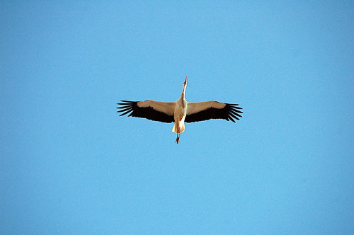 Cigonya blanca. Cigueña blanca (Ciconia ciconia)