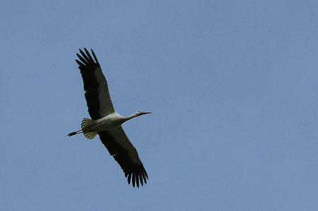 Cigonya blanca. Cigüeña blanca (Ciconia ciconia)