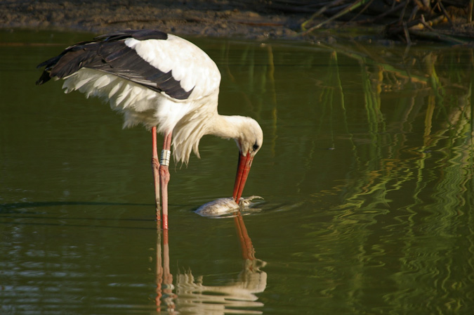 Cigonya blanca(Ciconia ciconia)