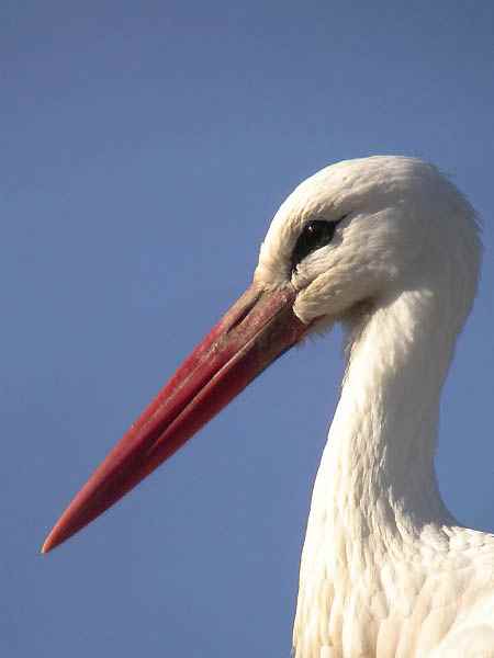 Cigonya (Ciconia ciconia)