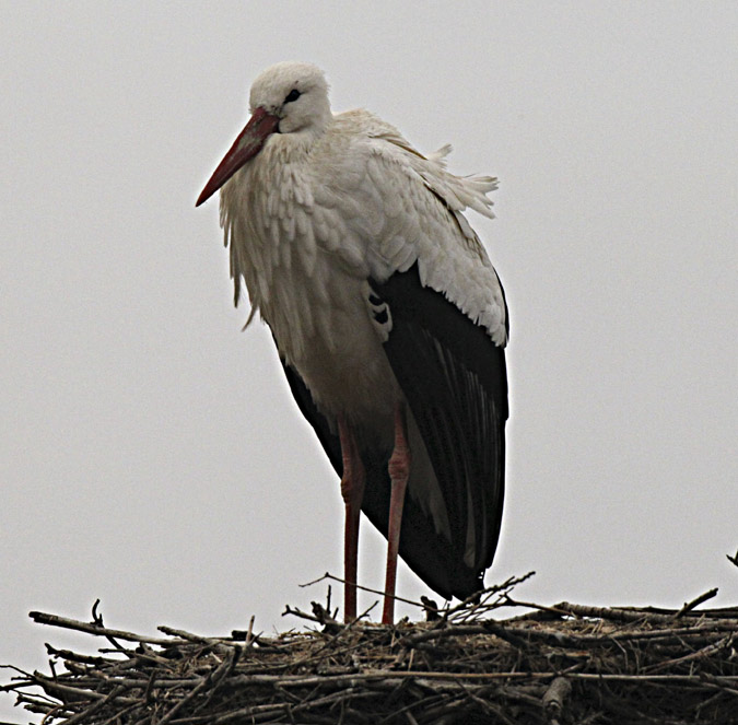 Cigonya blanca (Ciconia ciconia)