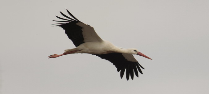 Cigonya blanca (Ciconia ciconia)