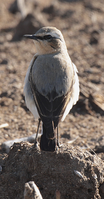 Còlit gris (Oenanthe oenanthe)