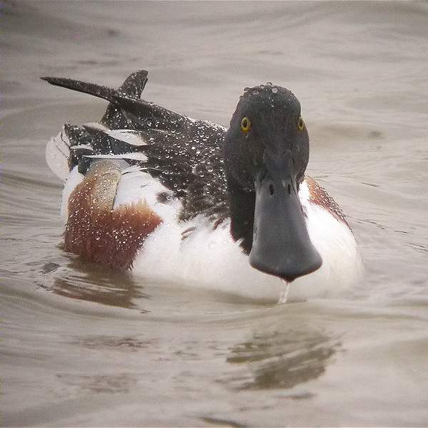 Ànec cullerot, pato cuchara, shoveler, canard souchet (Anas clypeata)