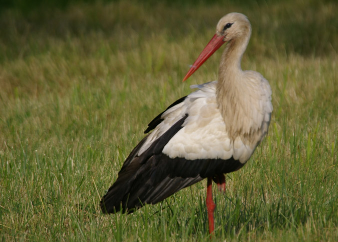 Cigonya Blanca/Ciconia ciconia)