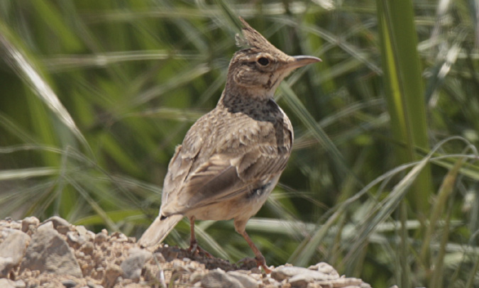 Cogullada vulgar (Galerida cristata)