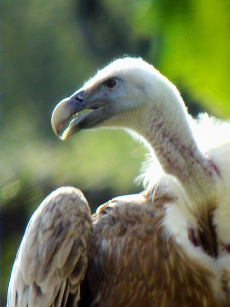 Contrallum voltor (Gyps fulvus)