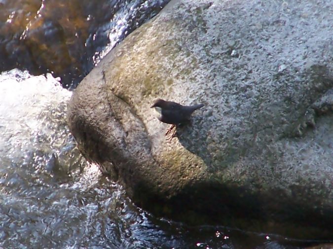 Merla d'aigua (Cinclus cinclus)