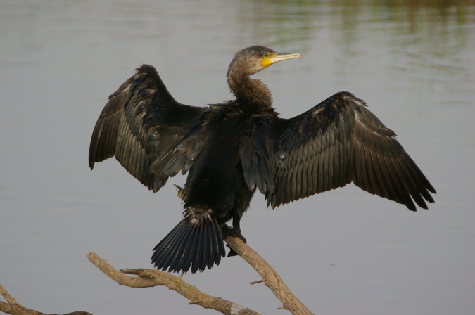 Corb Marí Gros (Phalacrocorax aristotelis)