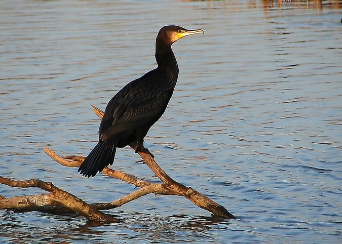 Corb Marí gros (Phalacrocorax carbo)