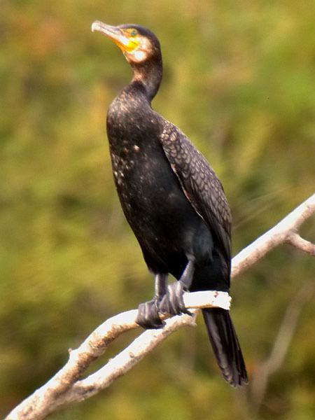 Corb marí gros (Phalacrocorax carbo)