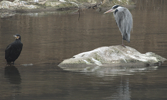 Corb Marí gros + Bernat pescaire