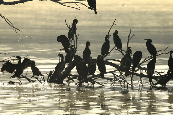 Corb Marí gros phalacrocorax carbo