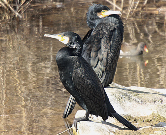 Corb Marí gros (phalacrocorax carbo)