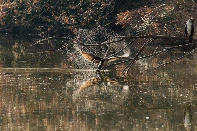 Corb Marí gros (phalacrocorax carbo)