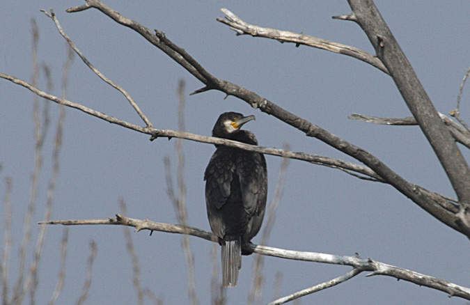 Corb Marí gros (phalacrocorax carbo)