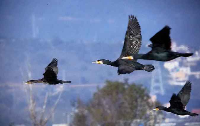 Corbs marins volant