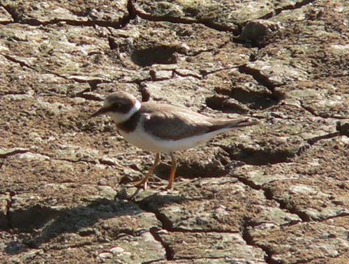 Corriol petit (Charadrius dubius)