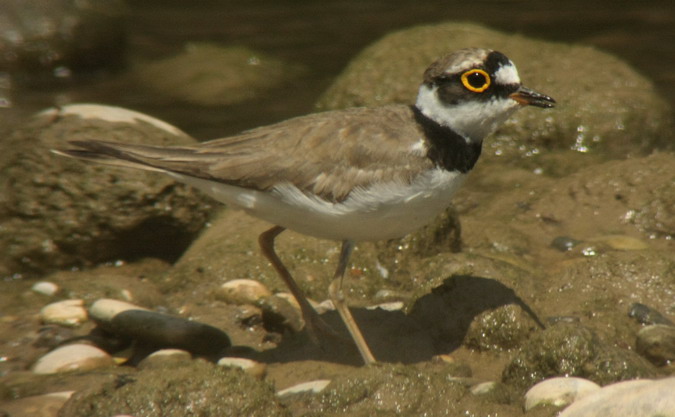 Corriol petit (Charandrius dubius)