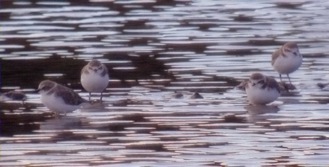 Coriol tres dits (Charadrius alexandrinus)