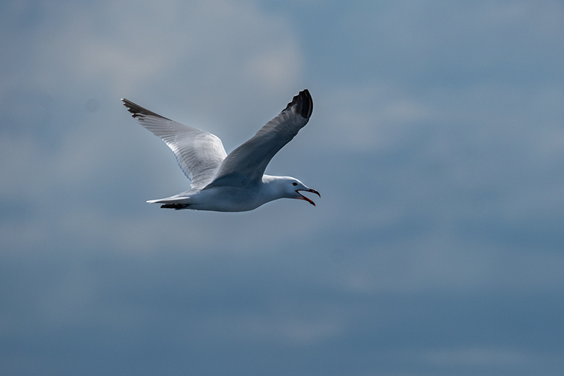 Gavina corsa (Larus audouinii)