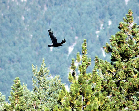 Corb. Cuervo (Corvus corax)