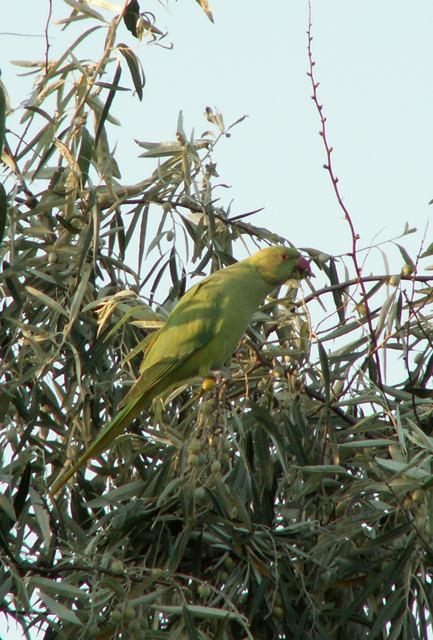 Cotorra de Kramer, femella