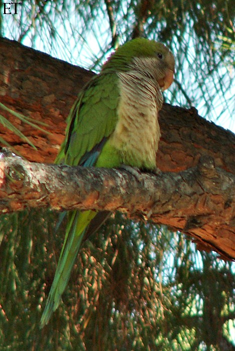 Cottora argentina 2/5