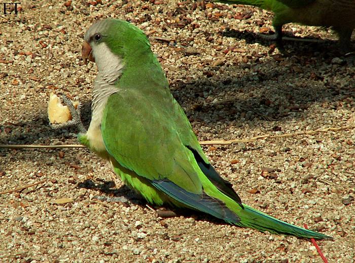 Cottora argentina 3/5