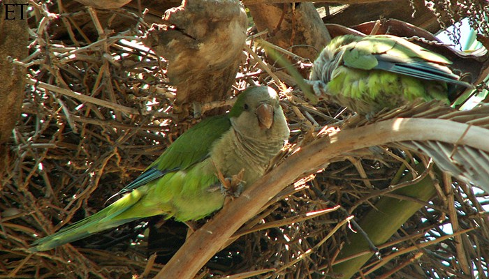 Cottora argentina 5/5