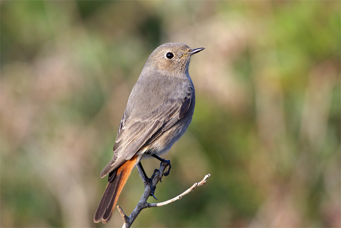 Cotxa fumada(Phoenicurus ochruros)