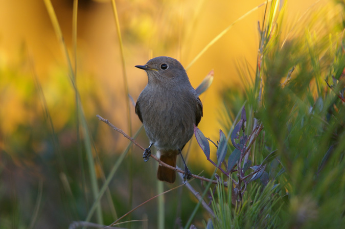 Cotxa Fumada (Phoenicurus ochruros)